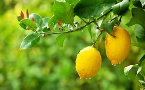 Cómo plantar un limonero en maceta