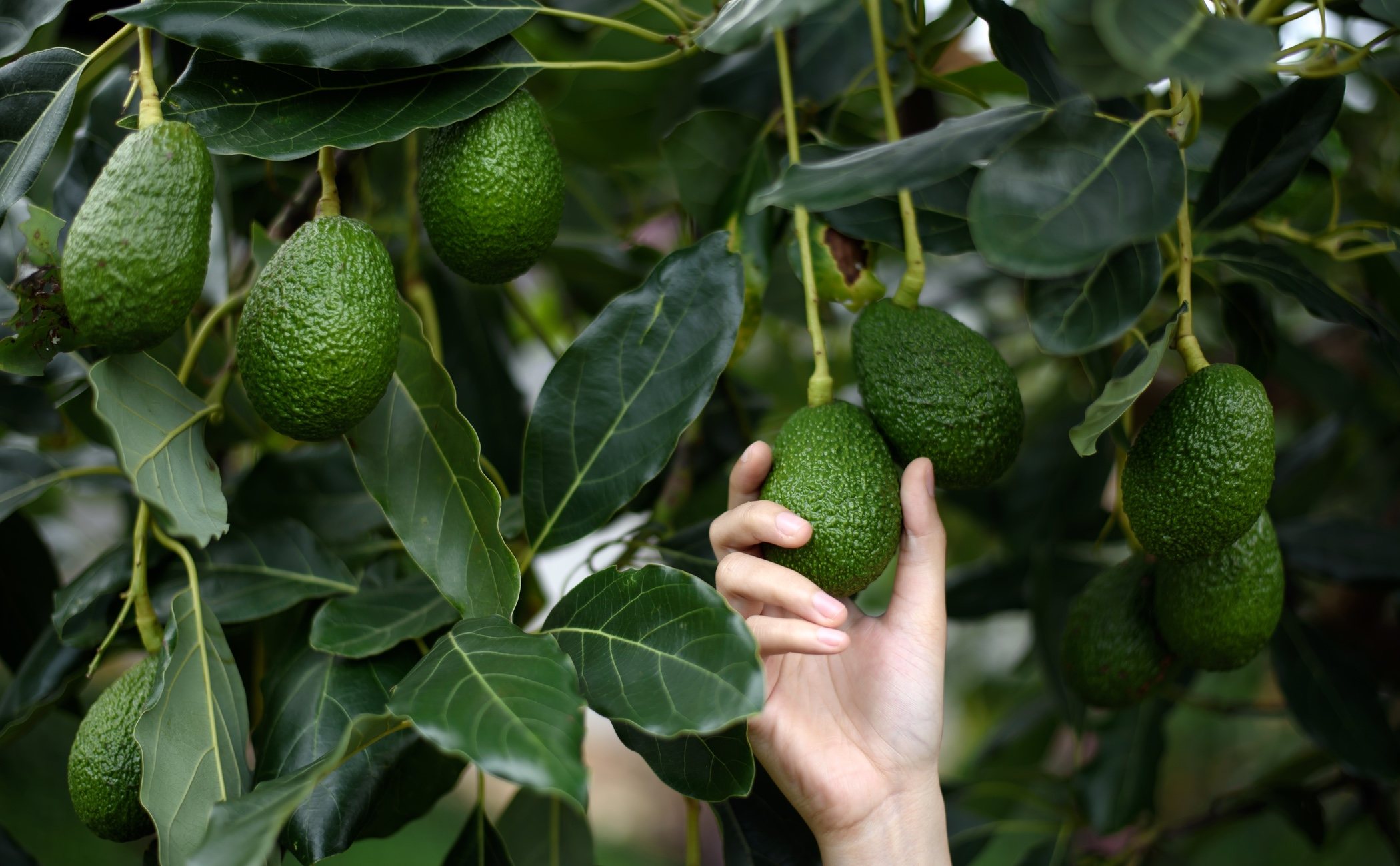 Cómo plantar un aguacate - Bekia Hogar