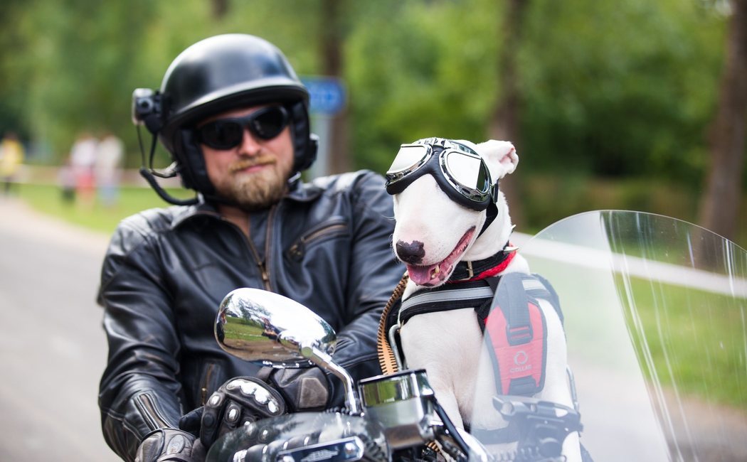 ¿Puede viajar mi perro en la moto?