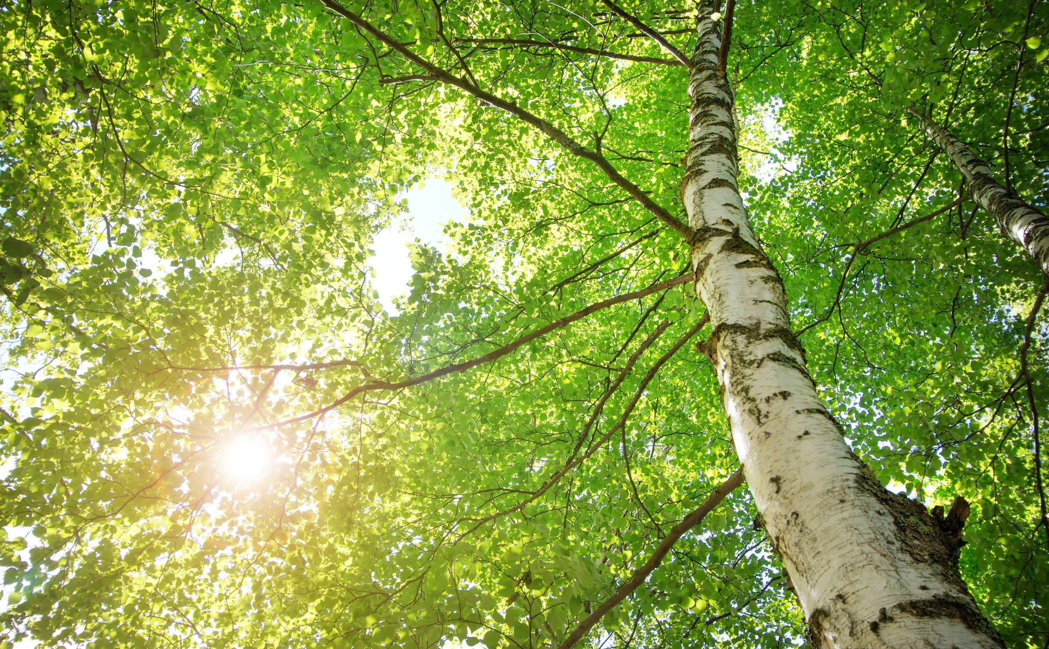 Cómo quitar un árbol de raíz - Bekia Hogar