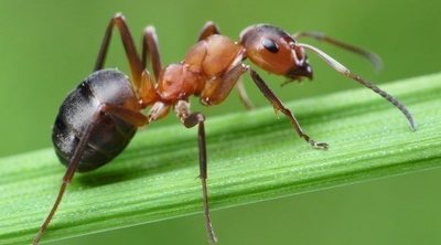 Cómo acabar con las hormigas