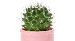 Curiosidades de los cactus