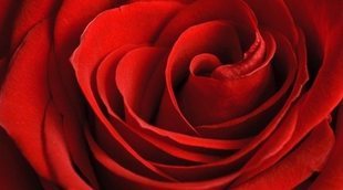 Cuidados y características de las rosas aterciopeladas