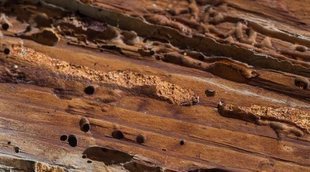 Cómo detectar si tu madera tiene carcoma