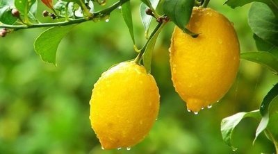 Cómo plantar un limonero en maceta
