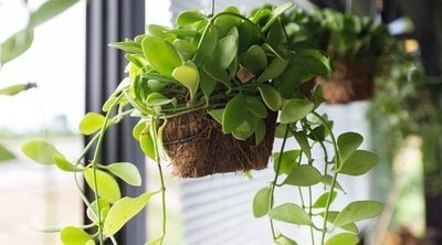 Las mejores cuentas de Instagram de plantas
