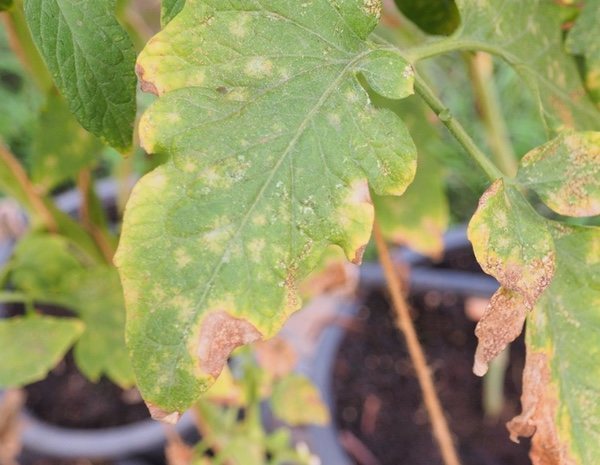 Como Cuidar Las Plantas De Las Plagas