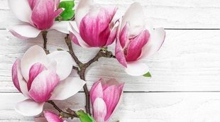 Todo sobre los magnolios